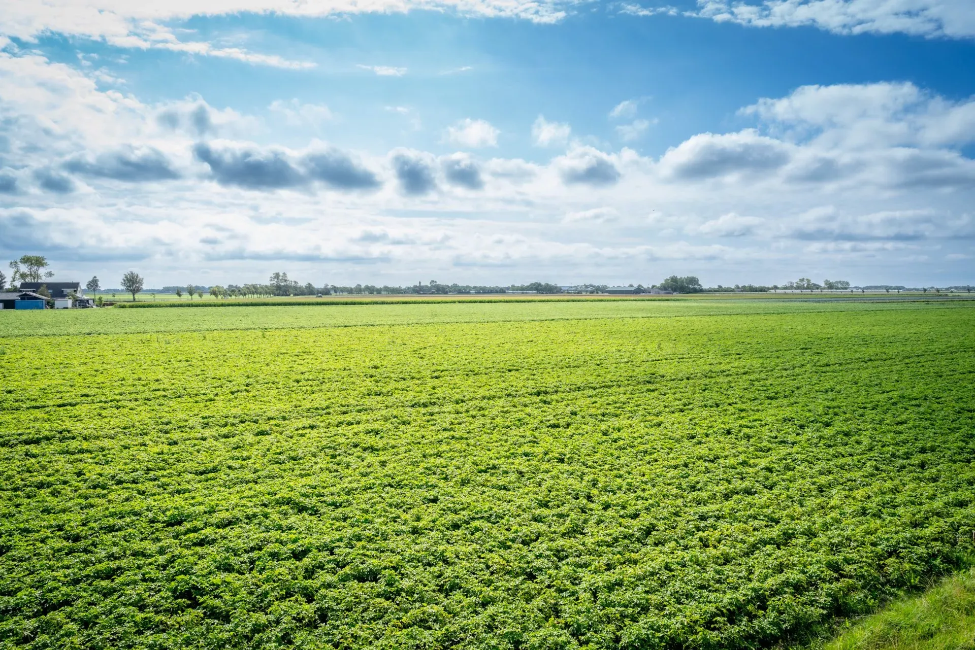 Grote foto homepagina